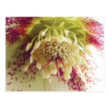 White And Purple Hellebore Post Cards