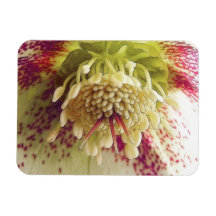White And Purple Hellebore Rectangular Magnets