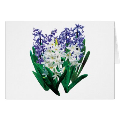 White and Purple Hyacinths Greeting Cards