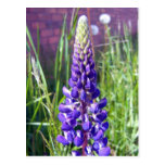 White And Purple Lupine 1 Postcard