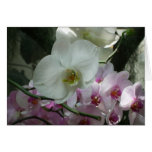 White and Purple Orchids Card