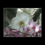 White and Purple Orchids Postcard