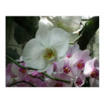 White and Purple Orchids Postcard
