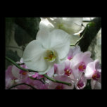 White and Purple Orchids Print