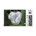 White and Purple Shirley Tulip Postage Stamps