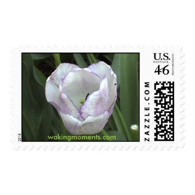 White and Purple Shirley Tulip Postage Stamps by wolfsongdesign
