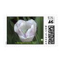 White and Purple Shirley Tulip postage