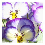 White and Purple Violas Invitations
