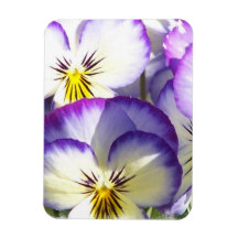 White and Purple Violas Premium Magnet