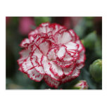 White and red flower postcards