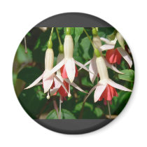 White And Red Hanging Flowers magnets by lifesphere White And Red Hanging Flowers magnets