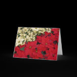 White and Red Poinsettias Card