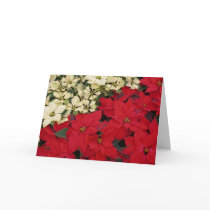 White and Red Poinsettias Card