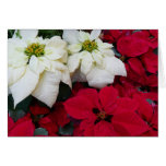 White and Red Poinsettias Card