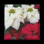 White and Red Poinsettias Magnet