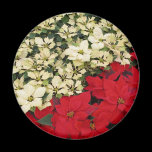 White and Red Poinsettias Magnet