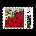 White and Red Poinsettias Postage