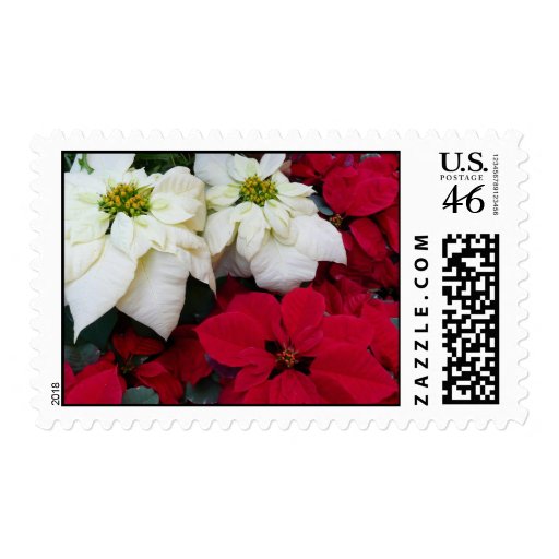 White and Red Poinsettias Postage