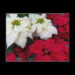 White and Red Poinsettias Postcard