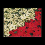 White and Red Poinsettias Postcard