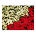 White and Red Poinsettias Postcard