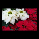 White and Red Poinsettias Poster Print