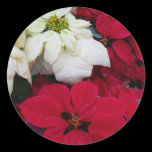 White and Red Poinsettias Sticker