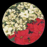 White and Red Poinsettias Sticker