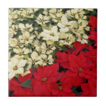 White and Red Poinsettias Tile