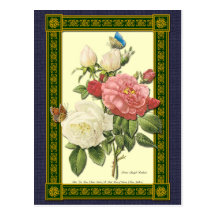 White and Red Roses Botanical Postcard