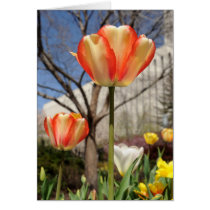 White and Red Tulips in the Sun cards