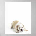 White and tan bulldog print