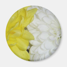 white and yellow chrysanthemums fridge magnet