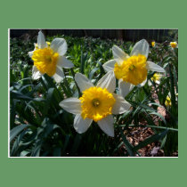 White and Yellow Daffodils Spring Postcard postcards