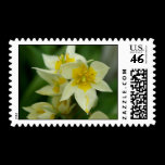 White and Yellow Flower Postage stamps