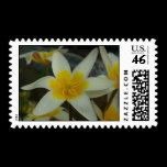 White and Yellow Flower Postage Stamp stamps