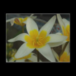 White and Yellow Flower Postcard postcards