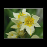 White and Yellow Flower Postcard postcards