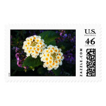 White and Yellow Lantana postage by princessklb07 White and Yellow Lantana postage