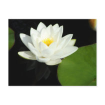 White and Yellow Lily in Pond Post Cards