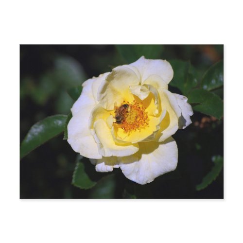 White and Yellow Rose with Honeybee Postcard postcard