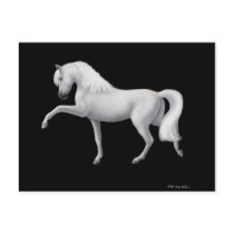 White Andalusian Horse Postcard