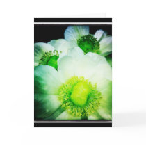 White Anemone Blank Greeting Card