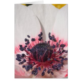 White Anemone card