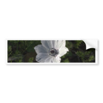 White Anemone coronaria from the Galilee ( Bumper Stickers