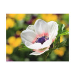 White Anemone Postcards