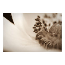 White Anemone posters