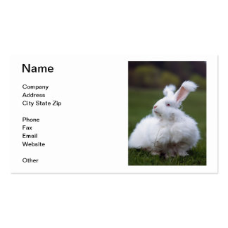 angora rabbit business plan