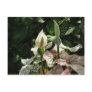 White Antherium Caladium ...