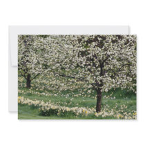 white Apple and daffodil blossoms, Rockliffe Park, Personalized Invites